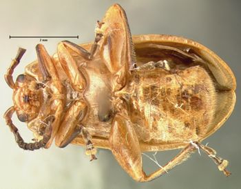 Media type: image; Entomology 18754   Aspect: habitus ventral view